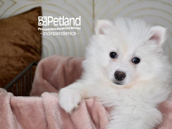 [#5600] White Female American Eskimo Puppies For Sale