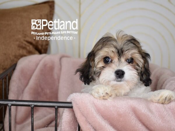 Cavachon Dog Female Sable & White 5598 Petland Independence, Missouri