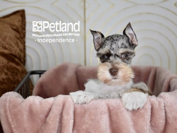 Miniature Schnauzer Dog Female Chocolate & White 5603 Petland Independence, Missouri