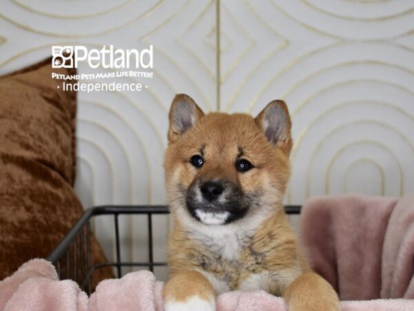 Shiba Inu-Dog-Female-Red Sesame-5607-Petland Independence, Missouri