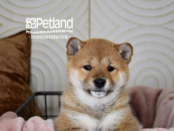 [#5608] Red Sesame Female Shiba Inu Puppies For Sale