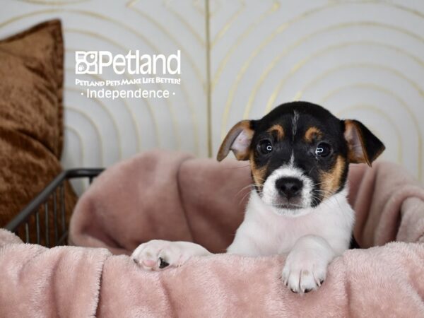 Jack Russell Terrier Dog Male White Black Markings Tan Points 5610 Petland Independence, Missouri