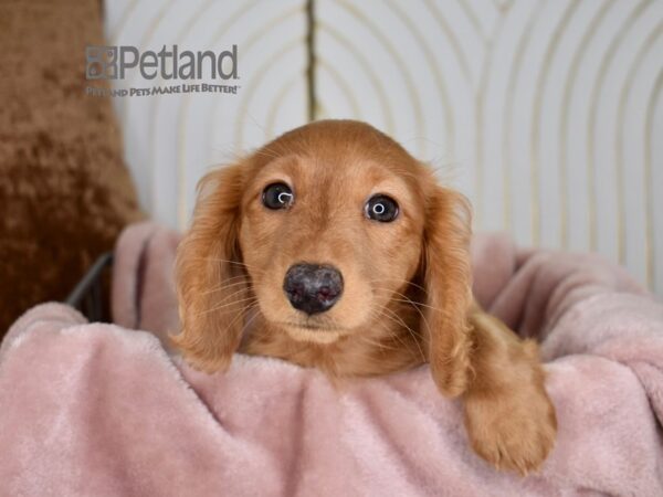 Dachshund Dog Male Red, Long Haired 717 Petland Independence, Missouri