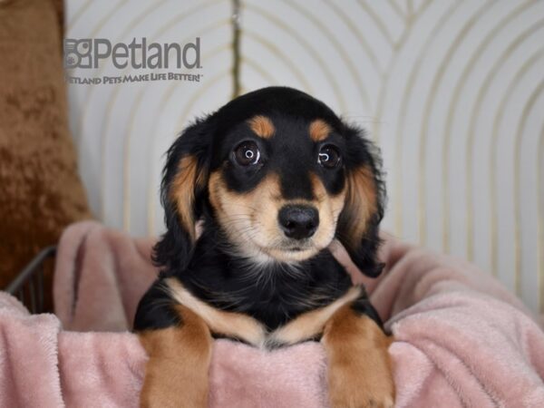 Dachshund Dog Female Black & Tan, Long Haired 718 Petland Independence, Missouri