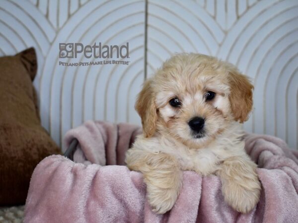 Miniature Goldendoodle-Dog-Female-Golden-719-Petland Independence & Lee's Summit, MO