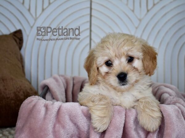 Miniature Goldendoodle Dog Female Golden 719 Petland Independence, Missouri