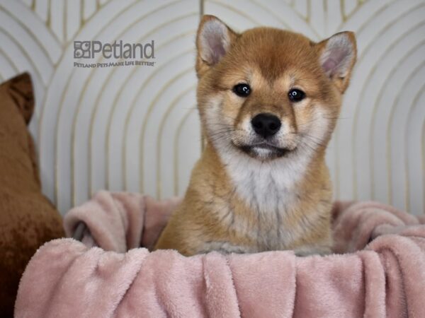 Shiba Inu-Dog-Male-Red Sesame-722-Petland Independence & Lee's Summit, MO