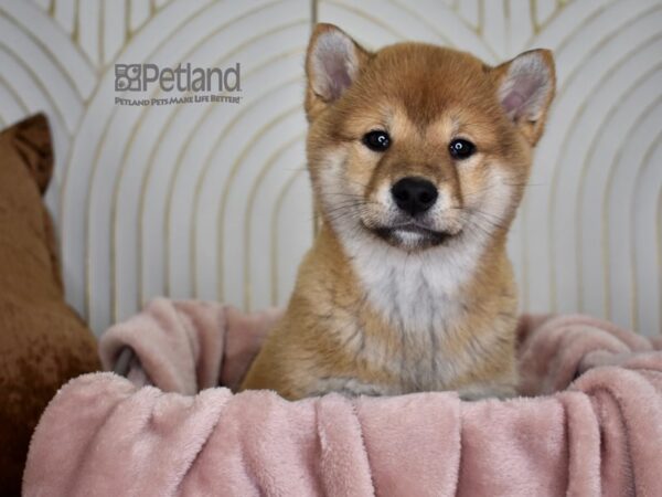 Shiba Inu Dog Male Red Sesame 722 Petland Independence, Missouri