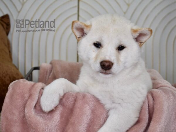 Shiba Inu-Dog-Female-Cream-724-Petland Independence & Lee's Summit, MO