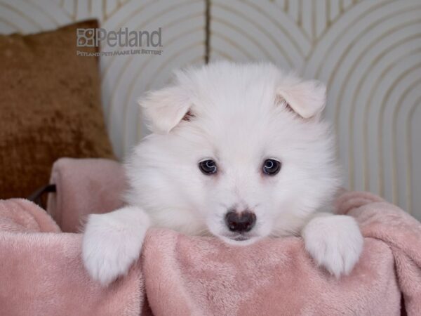 American Eskimo Dog Male White 709 Petland Independence, Missouri