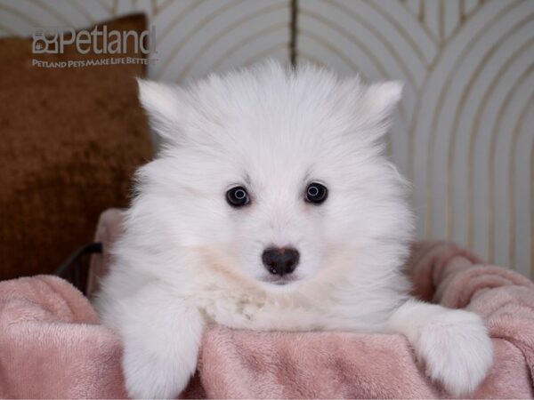 American Eskimo-Dog-Female-White-710-Petland Independence, Missouri