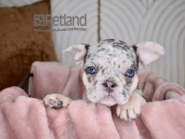 French Bulldog-Dog-Female-Blue Merle-728-Petland Independence & Lee's Summit, MO