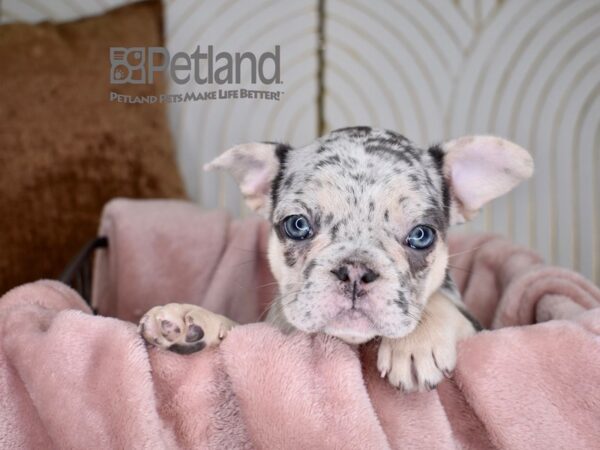 French Bulldog Dog Female Blue Merle 728 Petland Independence, Missouri