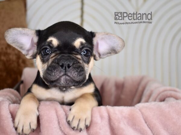 French Bulldog Dog Female Black & Tan 729 Petland Independence, Missouri