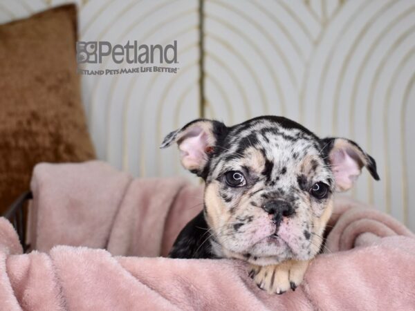 French Bulldog-Dog-Female-Tricolor Merle-730-Petland Independence & Lee's Summit, MO