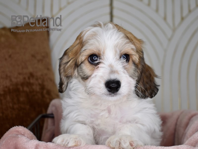 Cavachon - 716 Image #1