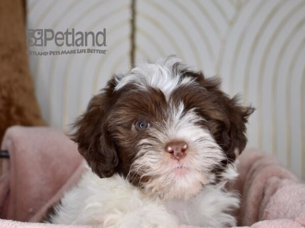 [#713] Chocolate Parti Male Havapoo Puppies For Sale
