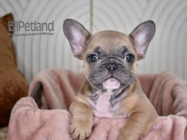 French Bulldog-Dog-Male-Blue Fawn-721-Petland Independence & Lee's Summit, MO