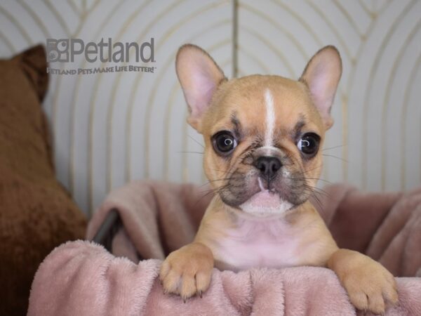 French Bulldog Dog Male Cream 720 Petland Independence, Missouri