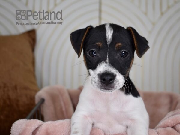 Jack Russell Terrier-Dog-Male-Tri-725-Petland Independence & Lee's Summit, MO