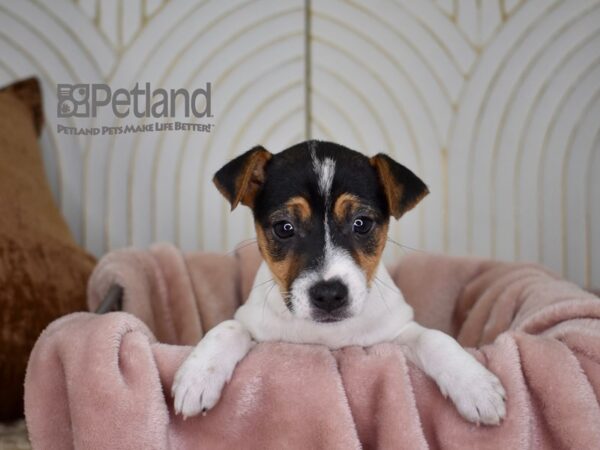 [#726] White Black Markings Tan Points Female Jack Russell Terrier Puppies For Sale