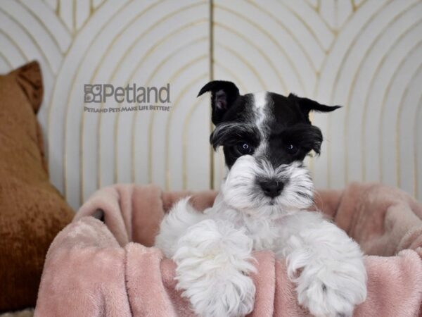 Schnoodle Dog Female Black Parti 708 Petland Independence, Missouri