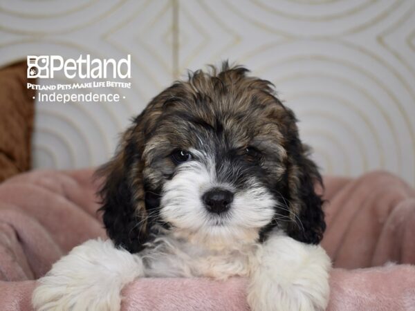 Cockapoo Dog Female Sable & White 5620 Petland Independence, Missouri