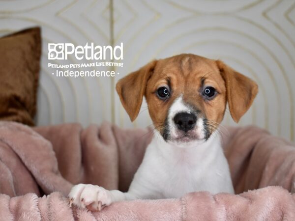 Jack Russell Terrier Dog Female White Tan Markings 5619 Petland Independence, Missouri