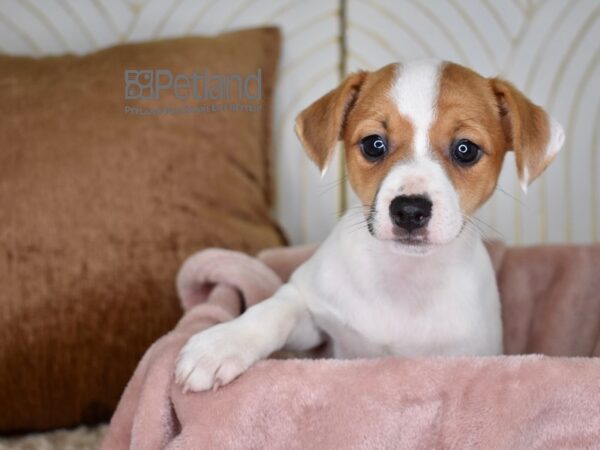 Jack Russell Terrier-Dog-Female-White Tan Markings-737-Petland Independence, Missouri