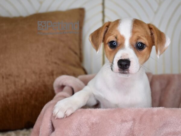 Jack Russell Terrier-Dog-Female-White Tan Markings-737-Petland Independence & Lee's Summit, MO