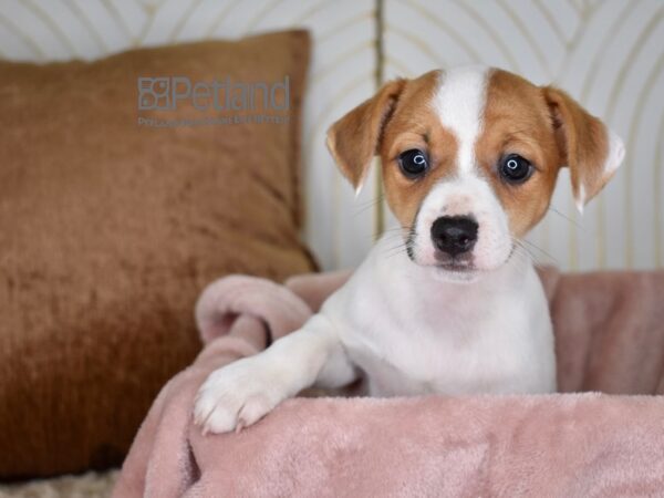 Jack Russell Terrier Dog Female White Tan Markings 737 Petland Independence, Missouri