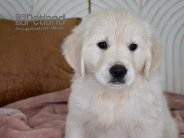 Golden Retriever Dog Female Light Golden 734 Petland Independence, Missouri