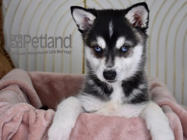 [#744] Black & White Male Alaskan Klee Kai Puppies For Sale