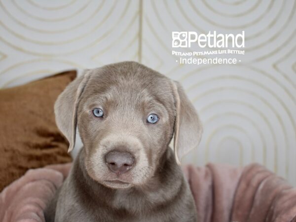 Labrador Retriever-Dog-Female-Silver-5627-Petland Independence, Missouri