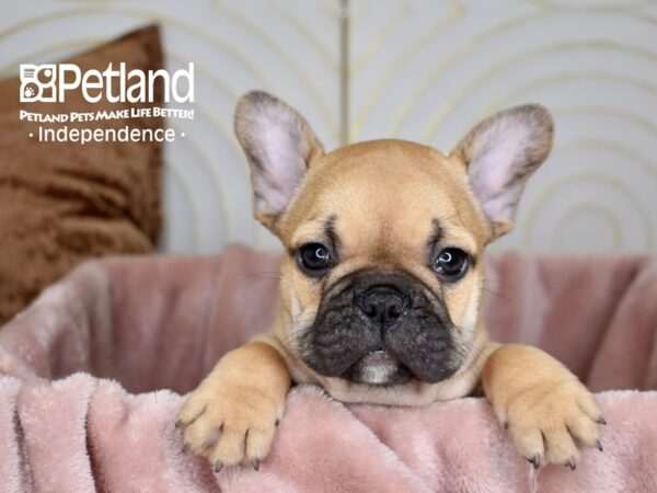 French Bulldog-Dog-Female-FAWN-5642-Petland Independence, Missouri