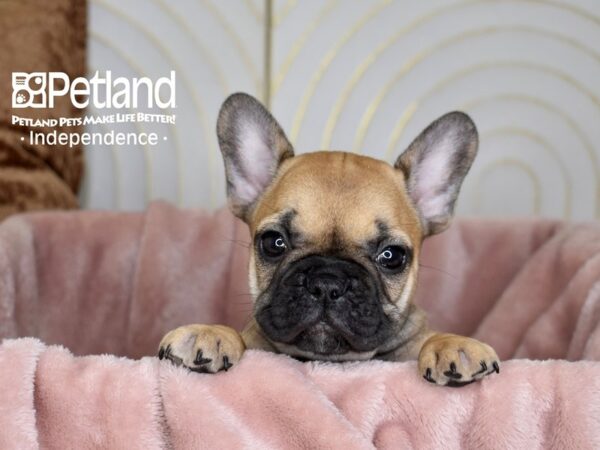 French Bulldog-Dog-Female-FAWN-5641-Petland Independence, Missouri
