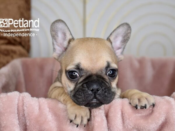 French Bulldog-Dog-Male-FAWN-5640-Petland Independence & Lee's Summit, MO