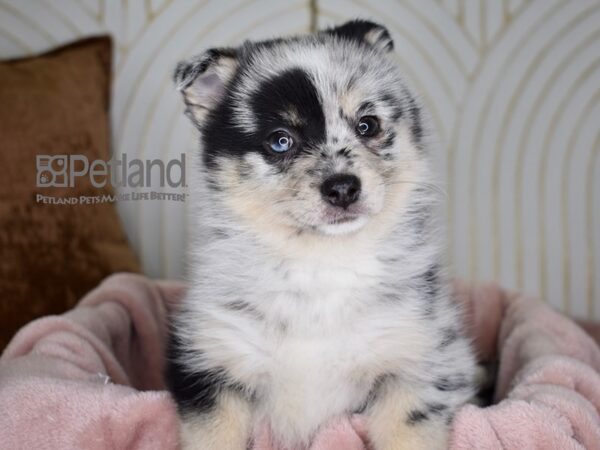 [#750] Blue Merle Tan Points Female Pomsky Puppies For Sale