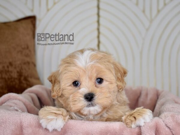 Shipoo Dog Male Cream & White 757 Petland Independence, Missouri