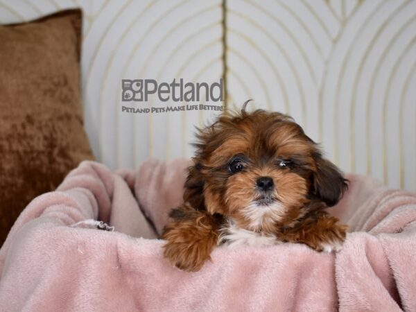 Shipoo-Dog-Female-Red White Markings-754-Petland Independence & Lee's Summit, MO