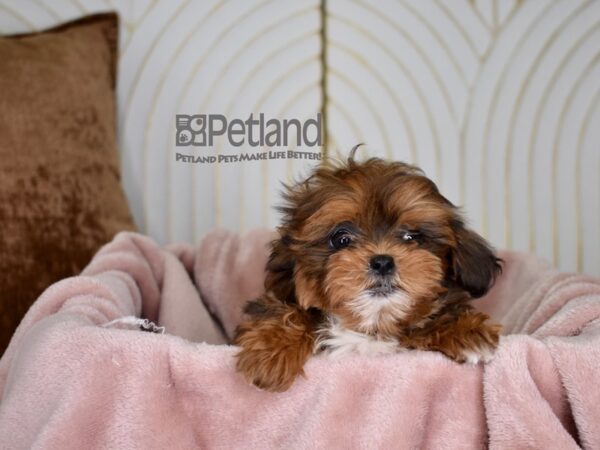 Shipoo Dog Female Red White Markings 754 Petland Independence, Missouri