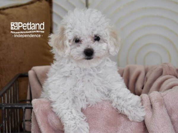 Bichon Poo-Dog-Female-White-5500-Petland Independence, Missouri