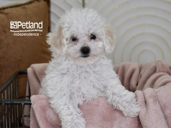 Bichon Poo Dog Female White 5500 Petland Independence, Missouri