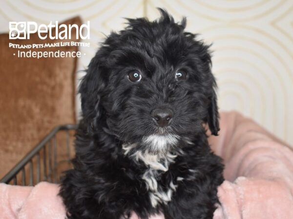 Miniature Bernedoodle 2nd Gen-Dog-Female-Black-5543-Petland Independence, Missouri