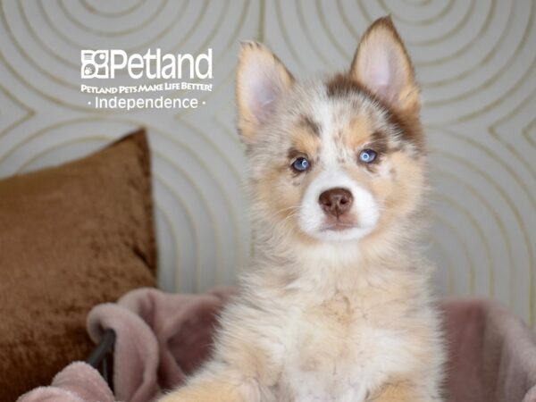 Pomsky Dog Female Red Merle 5558 Petland Independence, Missouri