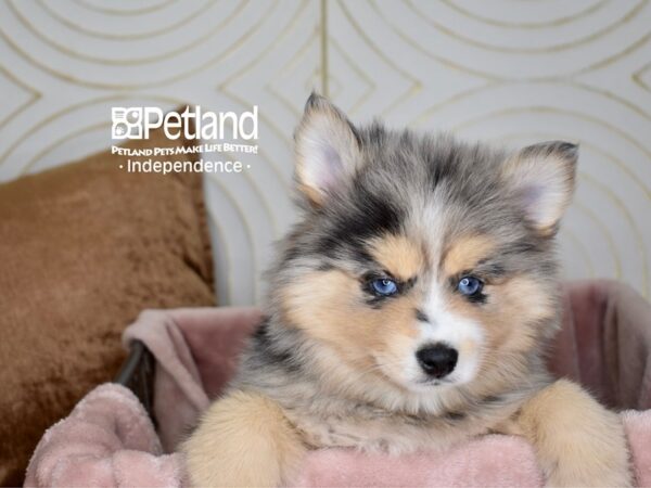 Pomsky Dog Female Blue Merle 5557 Petland Independence, Missouri