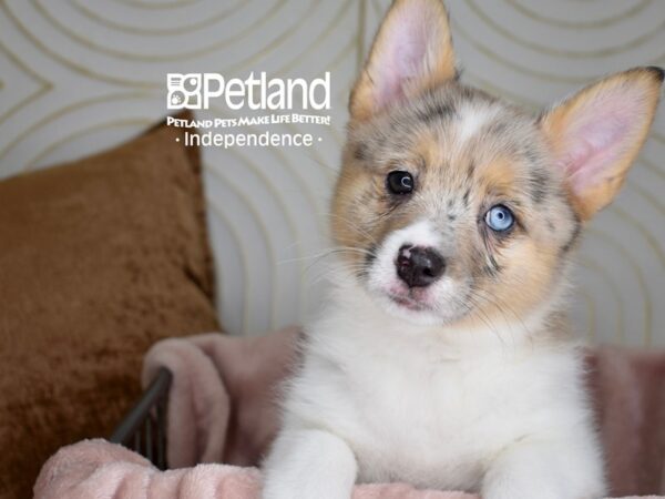 Corgi Pom-Dog-Male-Merle & White-5561-Petland Independence & Lee's Summit, MO