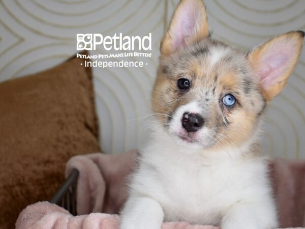 Corgi Pom-Dog-Male-Merle & White-5561-Petland Independence, Missouri