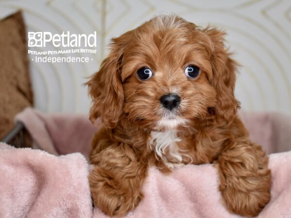 Cavapoo-Dog-Male-Red-5570-Petland Independence, Missouri