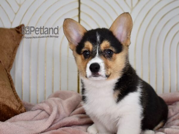 Pembroke Welsh Corgi Dog Male Black Tri 699 Petland Independence, Missouri